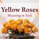 Yellow Roses Meaning